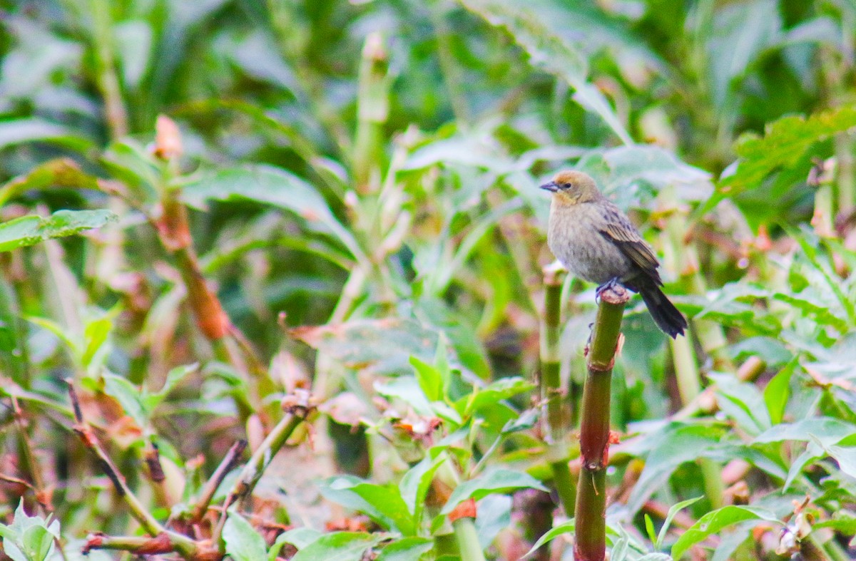 Chestnut-capped Blackbird - ML638734465