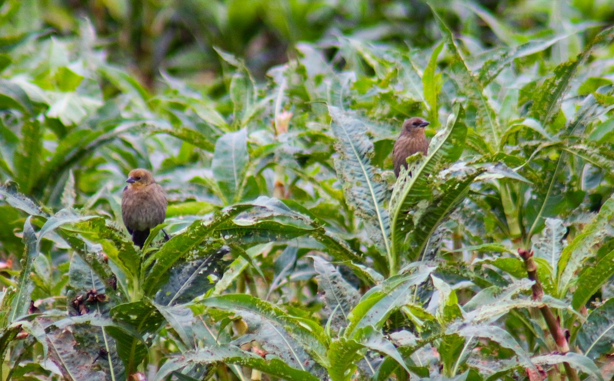 Chestnut-capped Blackbird - ML638734466