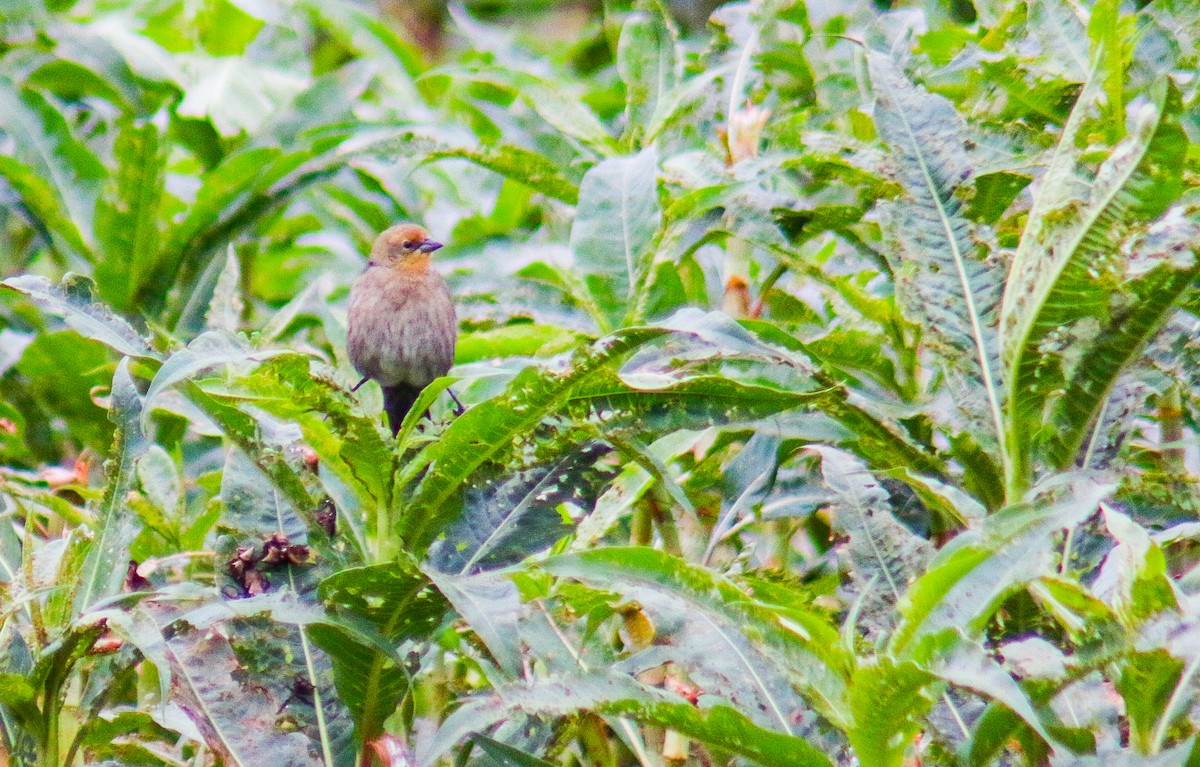 Chestnut-capped Blackbird - ML638734467