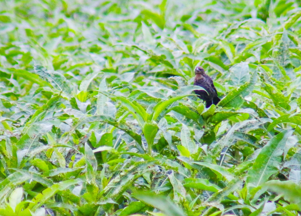 Chestnut-capped Blackbird - ML638734468