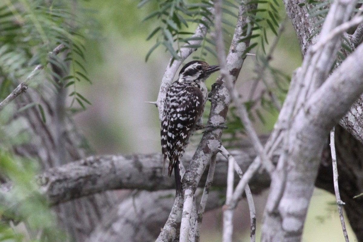 Ladder-backed Woodpecker - ML638734470