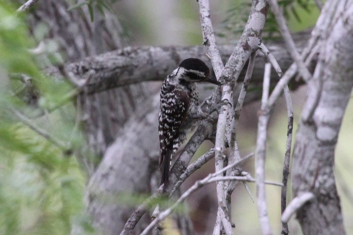 Ladder-backed Woodpecker - ML638734471