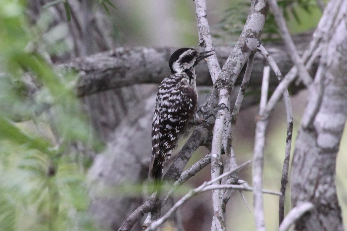 Ladder-backed Woodpecker - ML638734472
