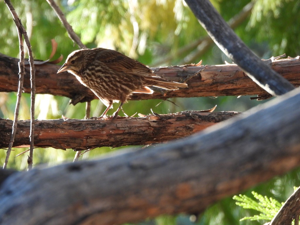 Red-winged Blackbird - ML638734473