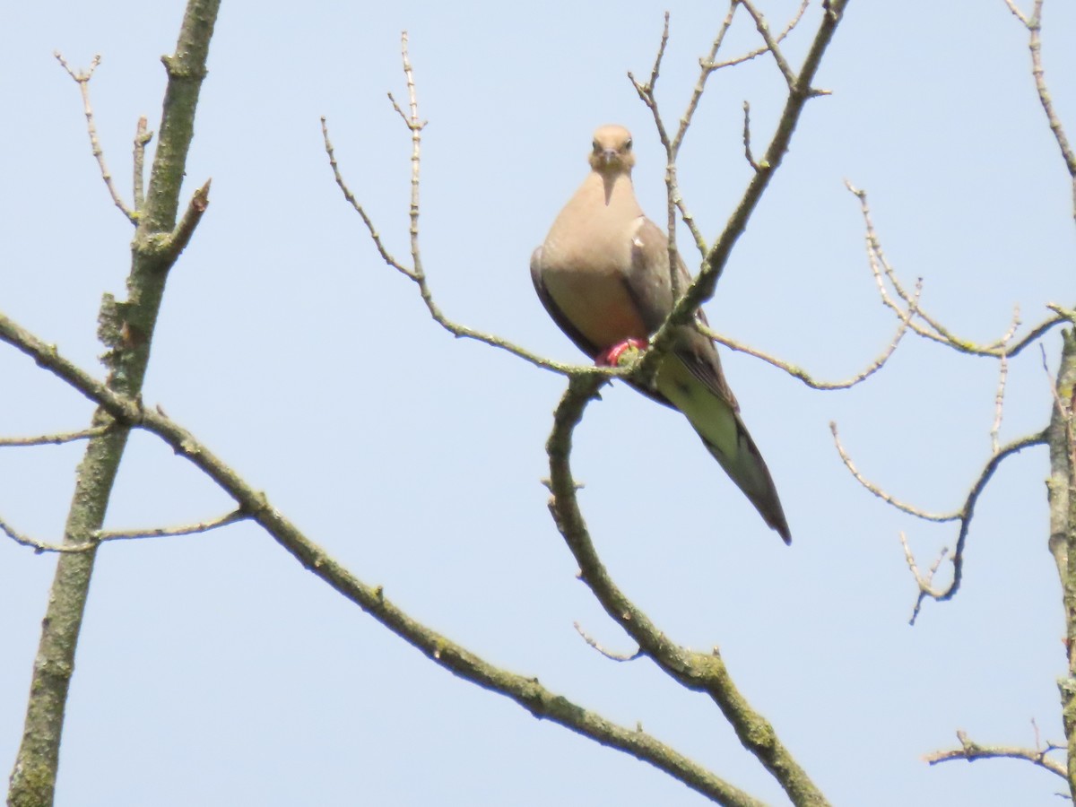 Mourning Dove - ML638734492