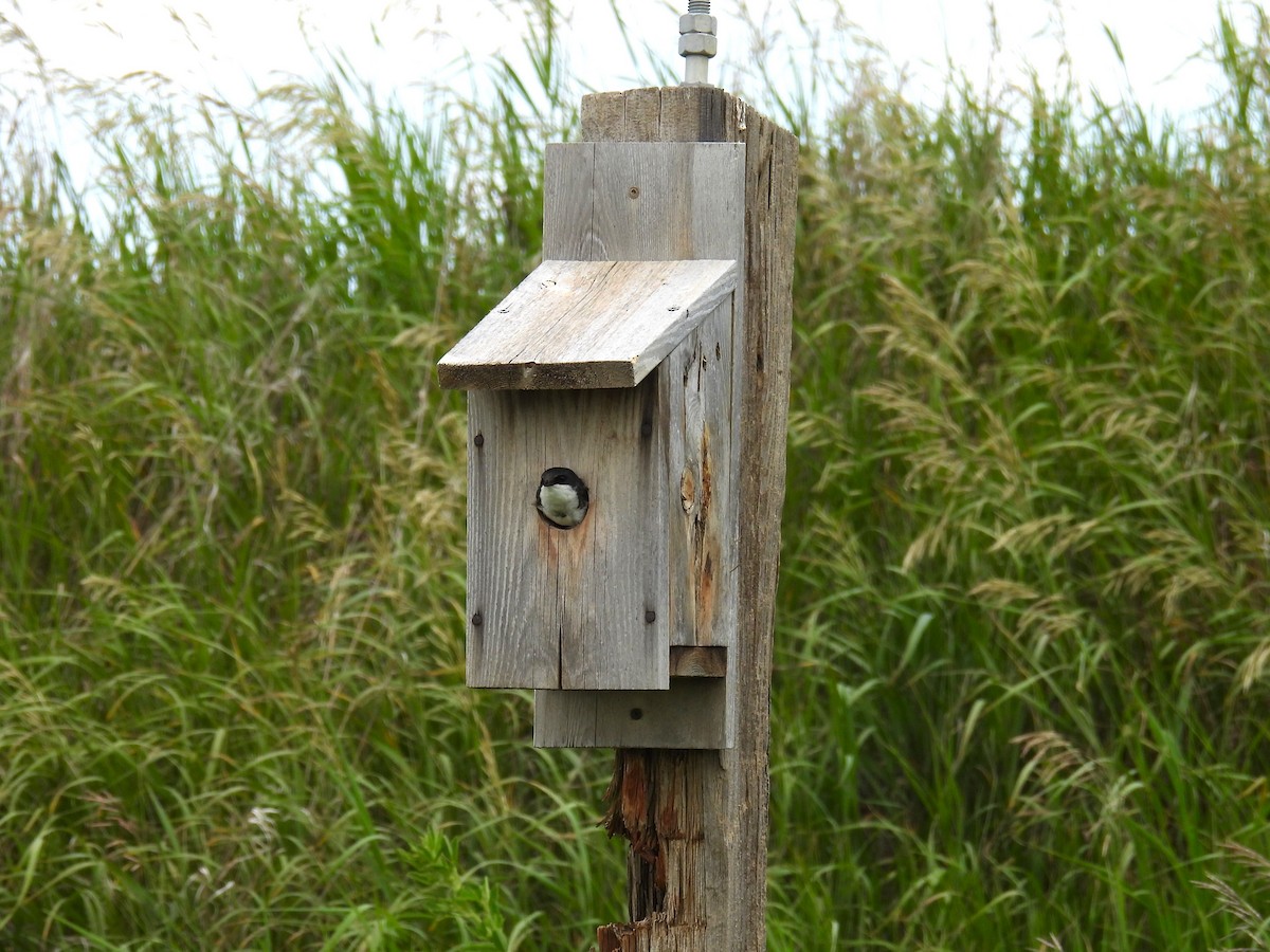 Tree Swallow - ML638734496