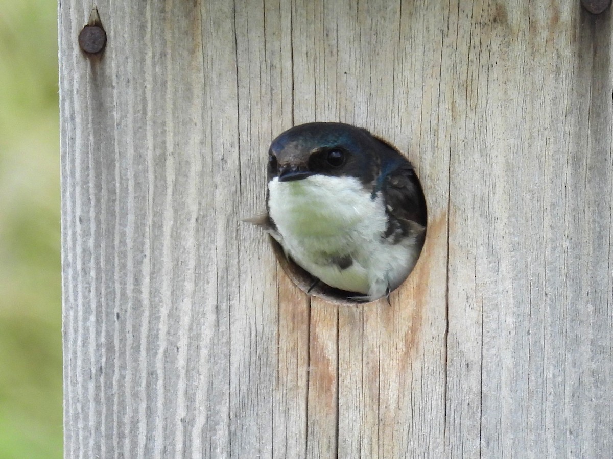 Tree Swallow - ML638734499