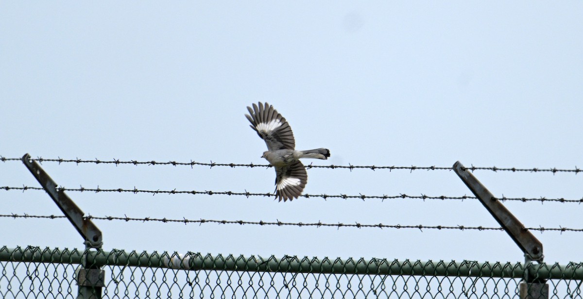 Northern Mockingbird - ML638734501