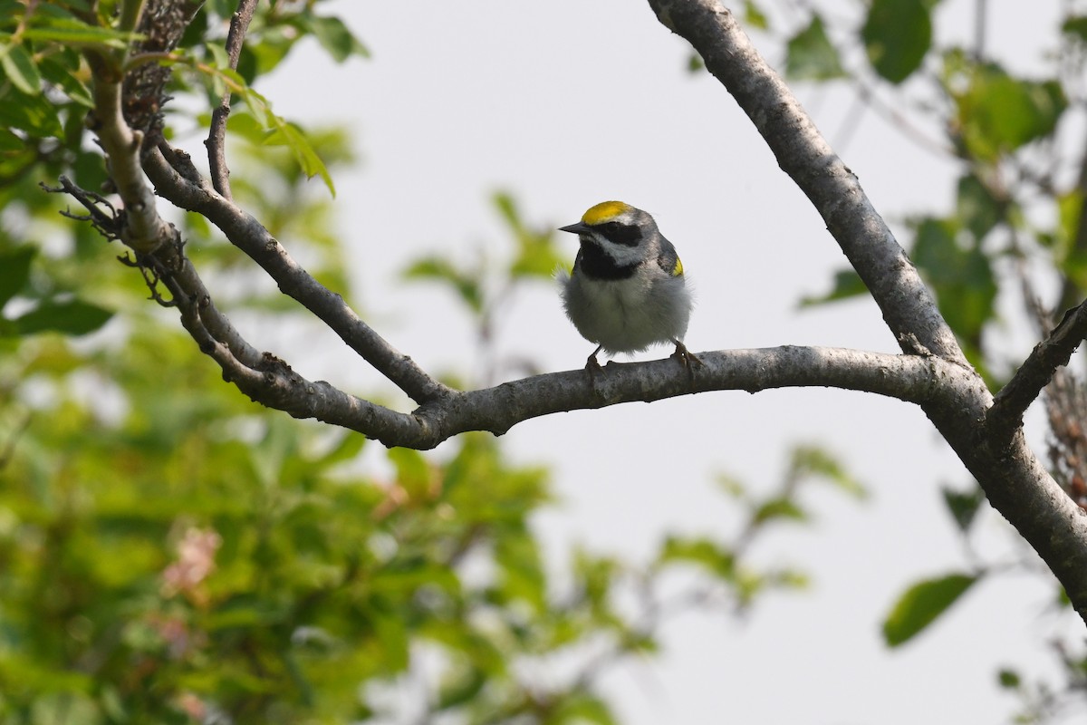 Golden-winged Warbler - ML638734516