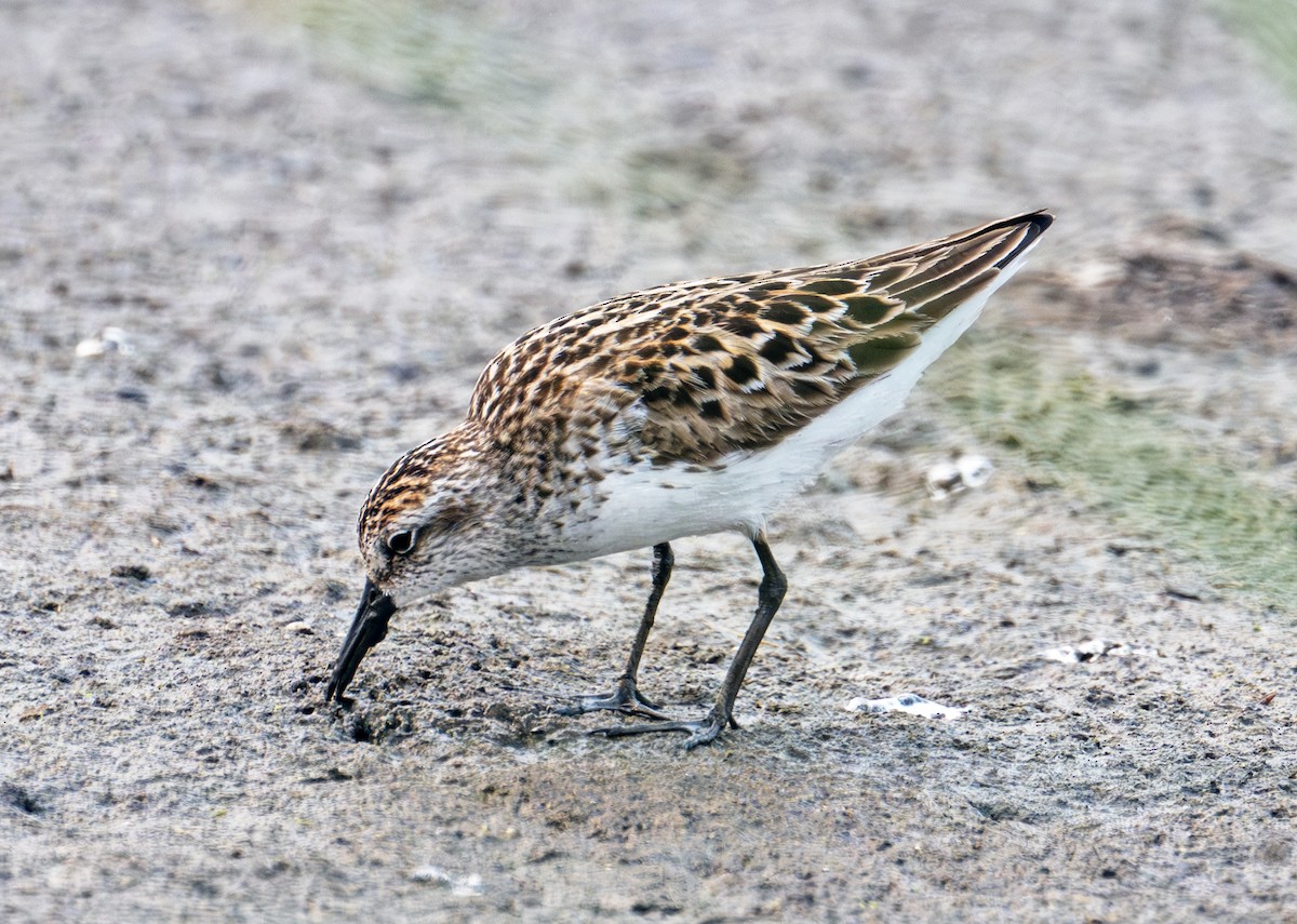Txirri erdipalmatua - ML638734552