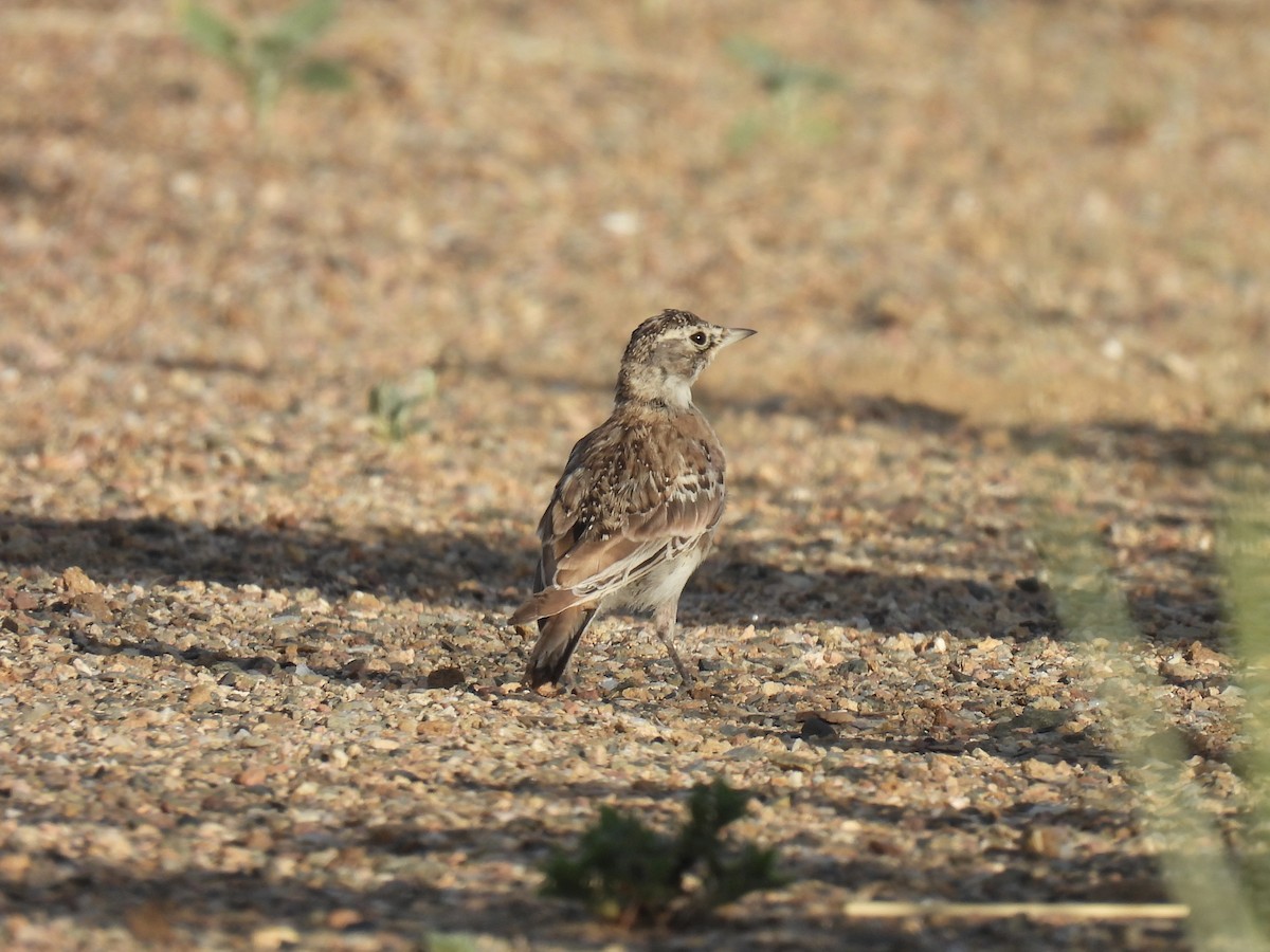 Western Meadowlark - ML638734582