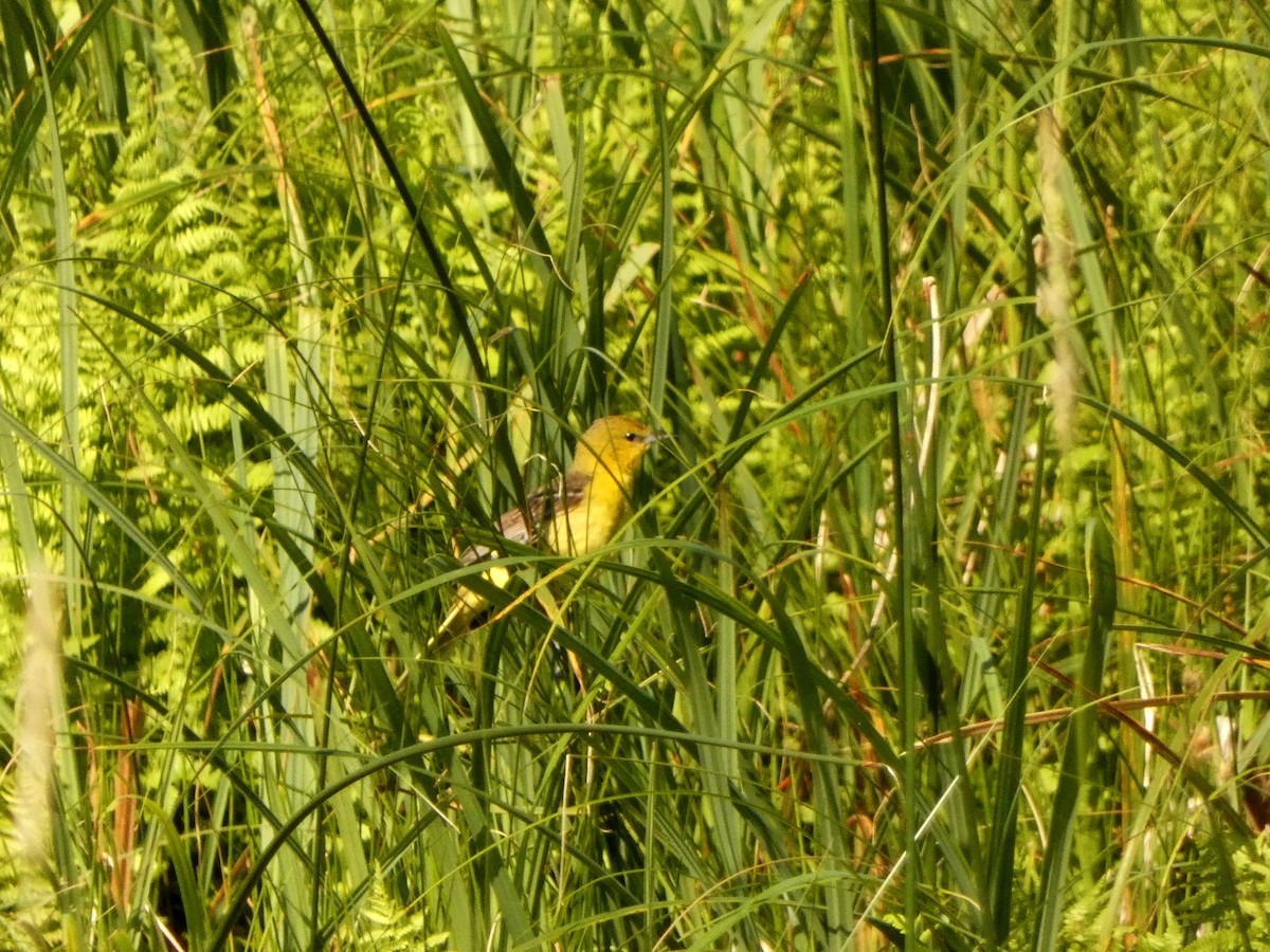 Orchard Oriole - ML638734584