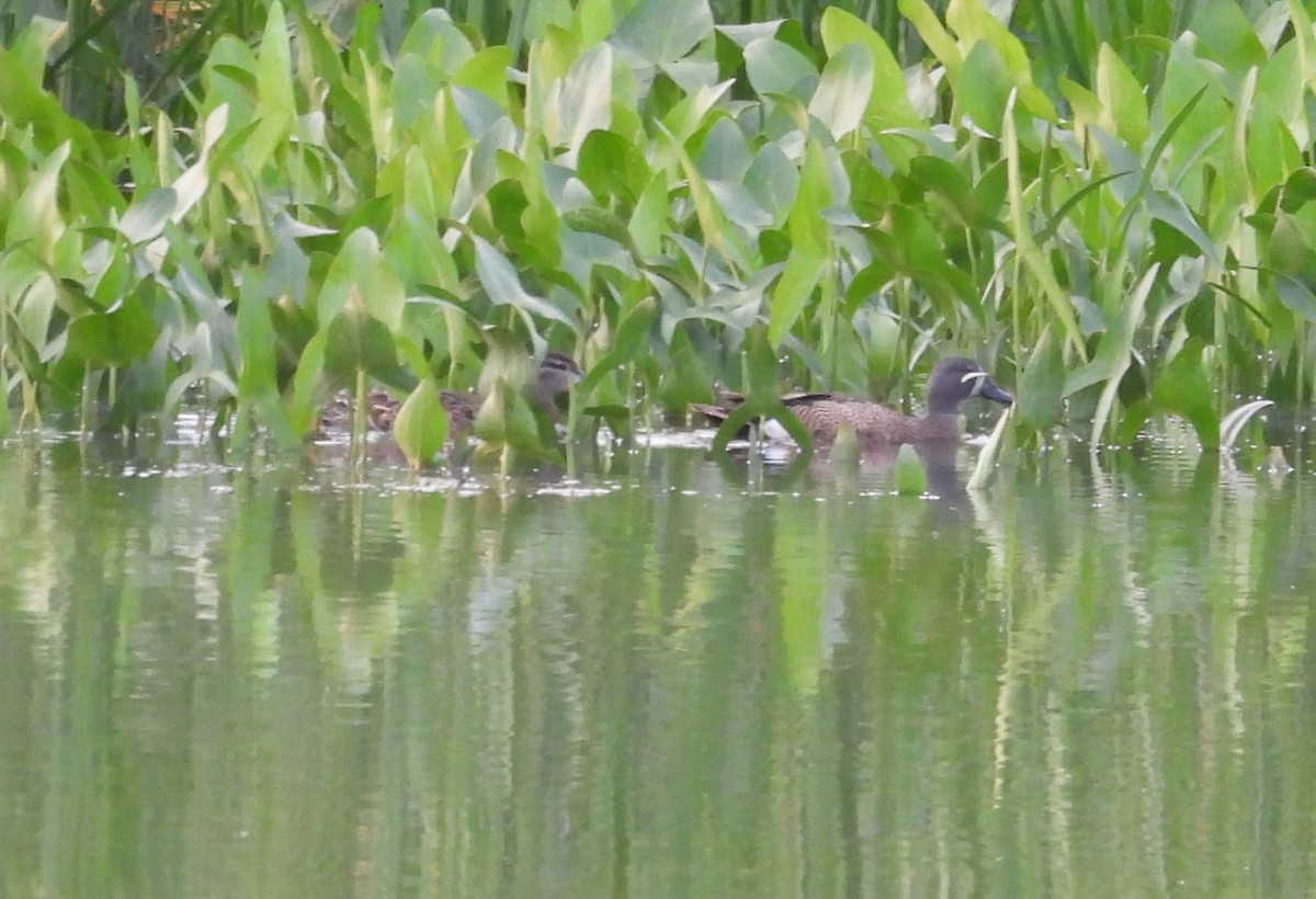 Blue-winged Teal - ML638734588