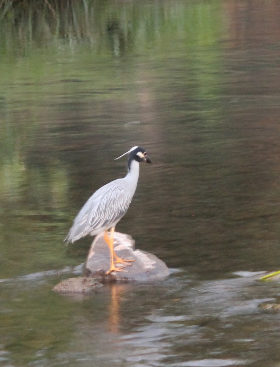 Yellow-crowned Night Heron - ML638734589