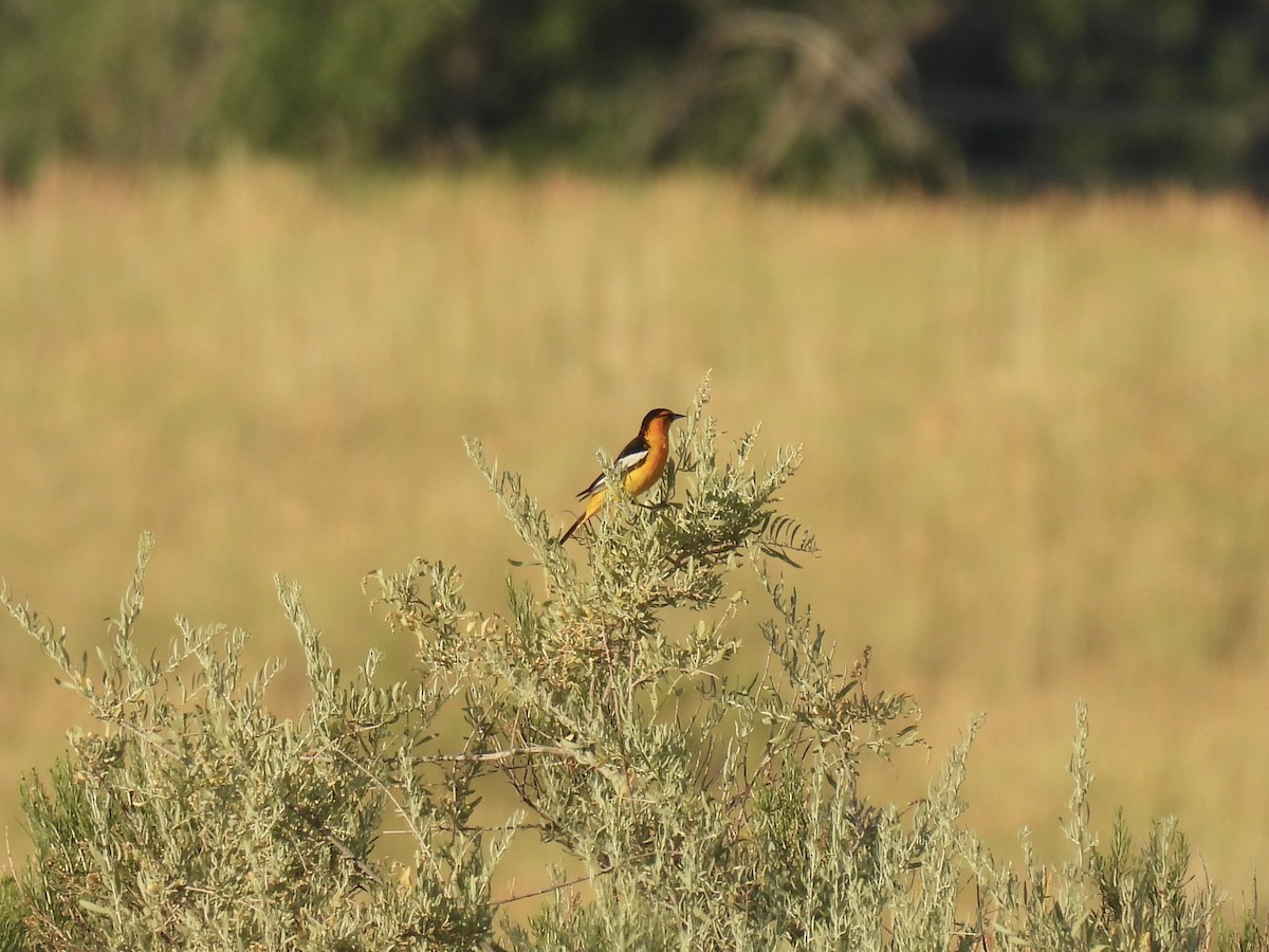 Bullock's Oriole - ML638734592