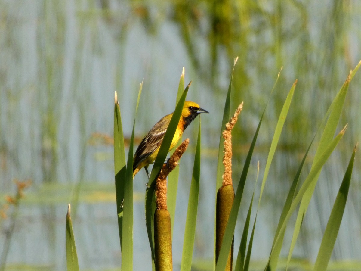 Orchard Oriole - ML638734593