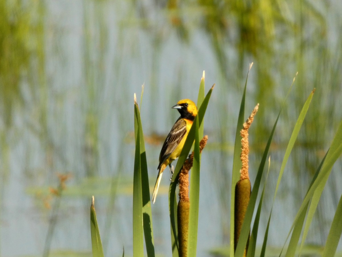 Orchard Oriole - ML638734594