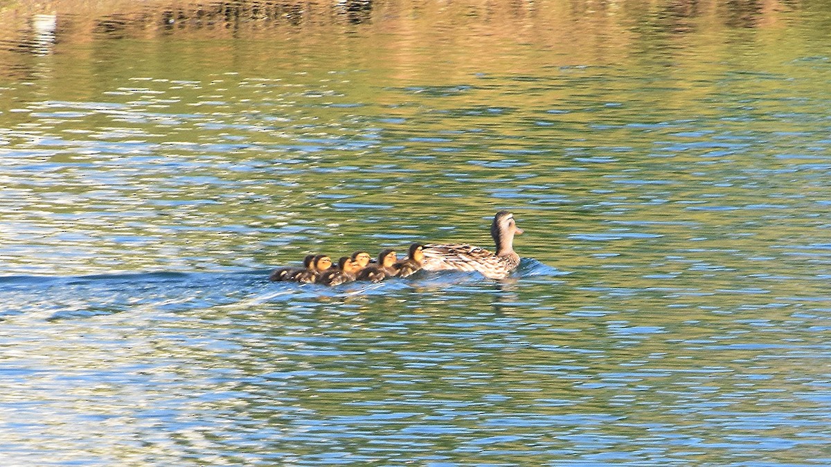 Mallard - ML638734595