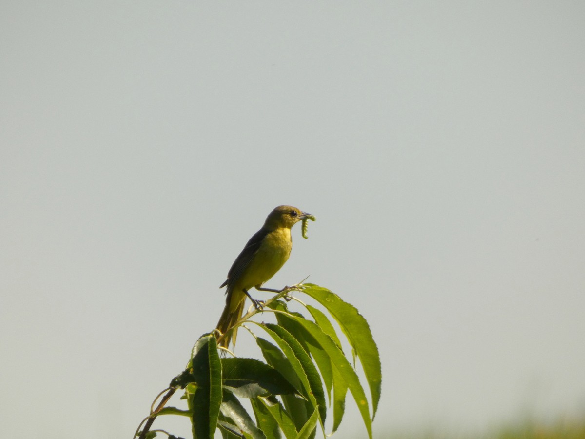 Orchard Oriole - ML638734597