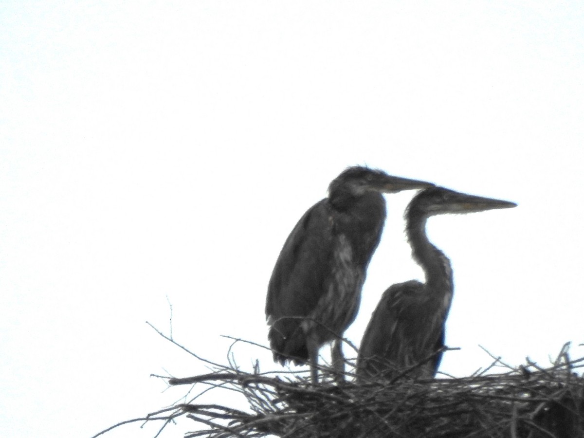 Great Blue Heron - ML638734601