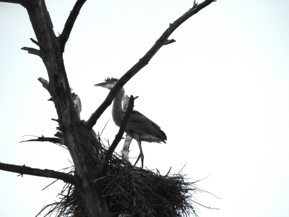 Great Blue Heron - ML638734603