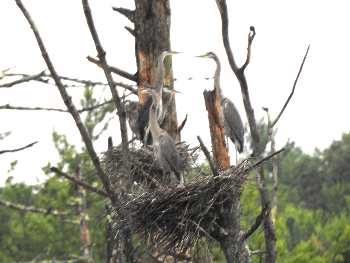 Great Blue Heron - ML638734604