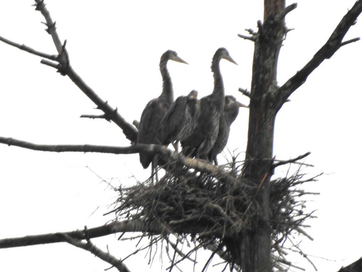 Great Blue Heron - ML638734605