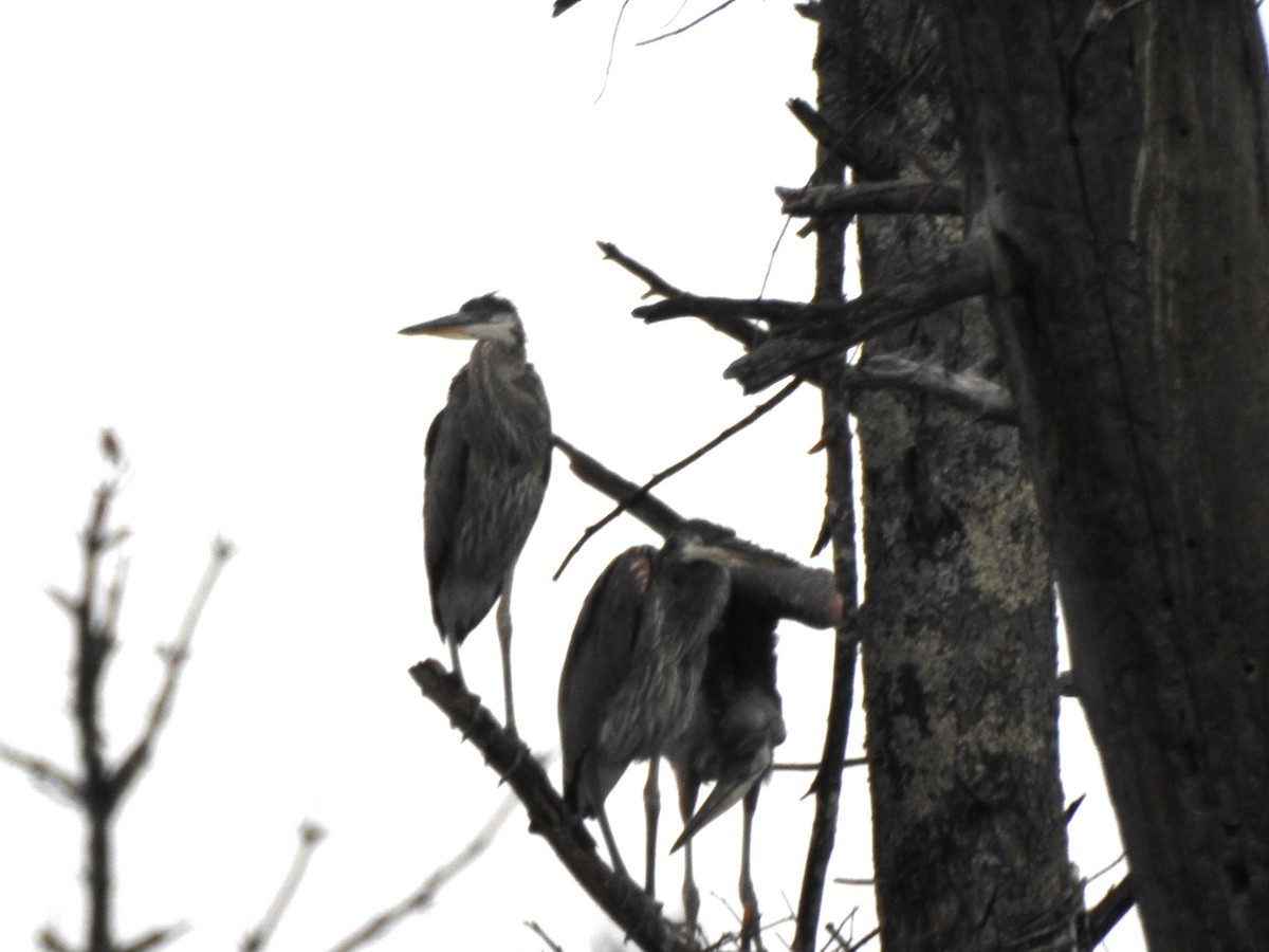 Great Blue Heron - ML638734606