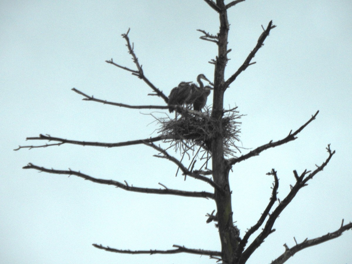 Great Blue Heron - ML638734607