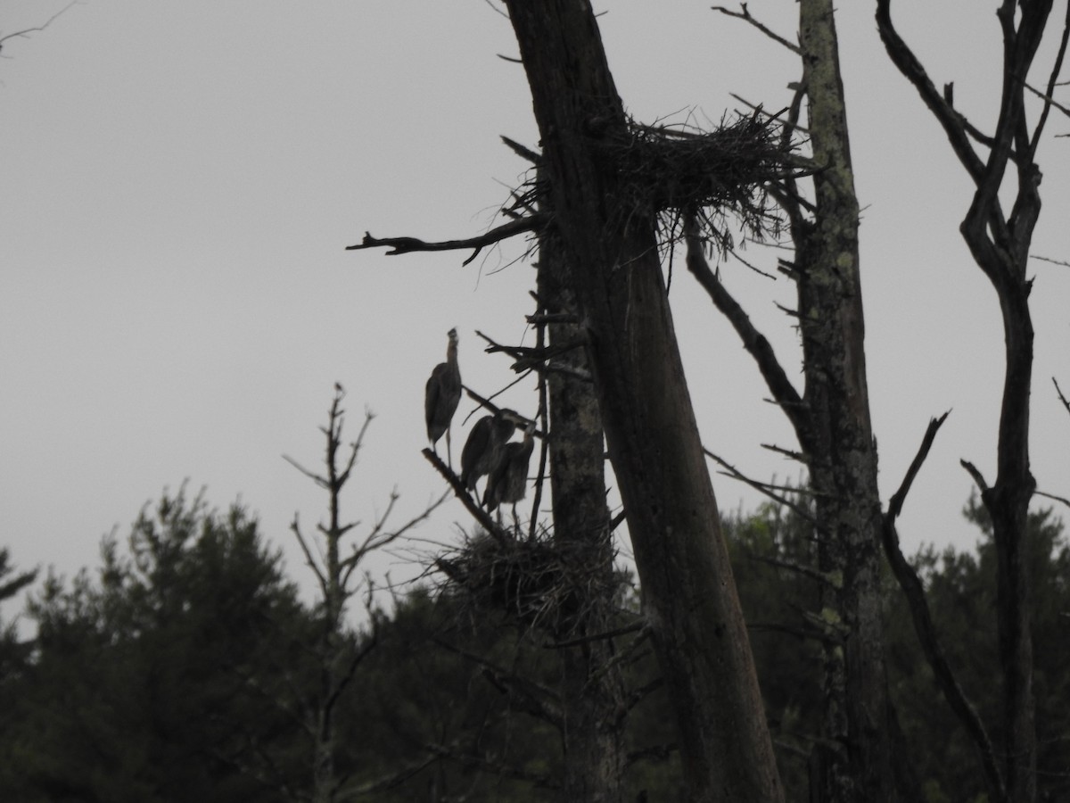 Great Blue Heron - ML638734608