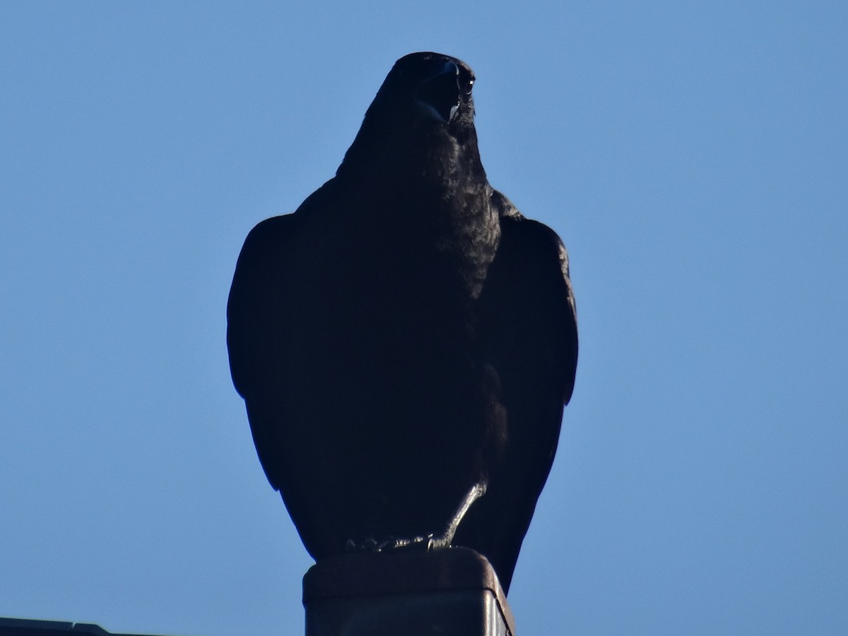 American Crow - ML638734611