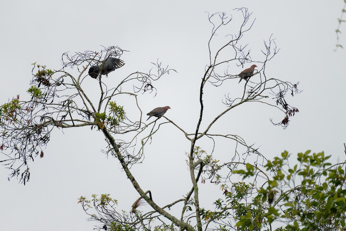 Red-billed Pigeon - ML638734614