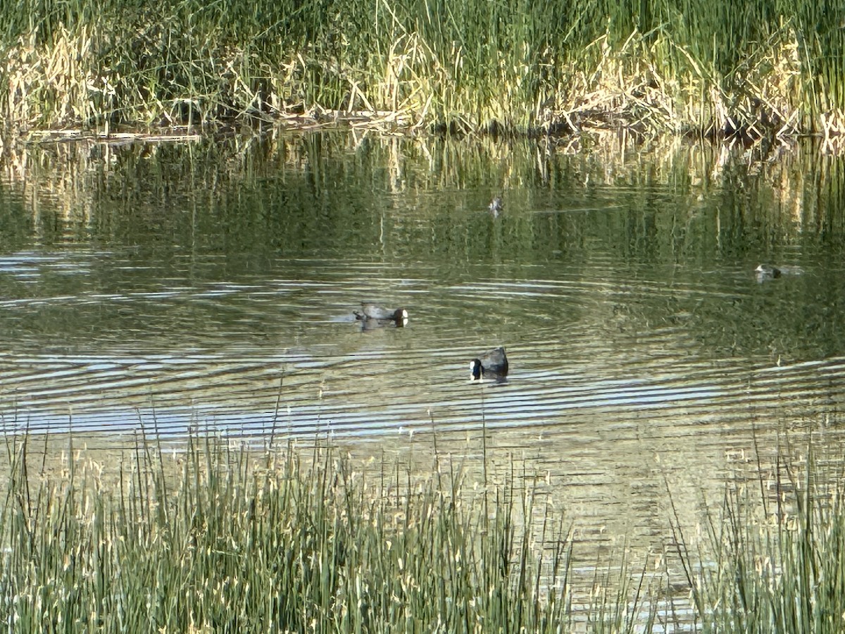 American Coot - ML638734615