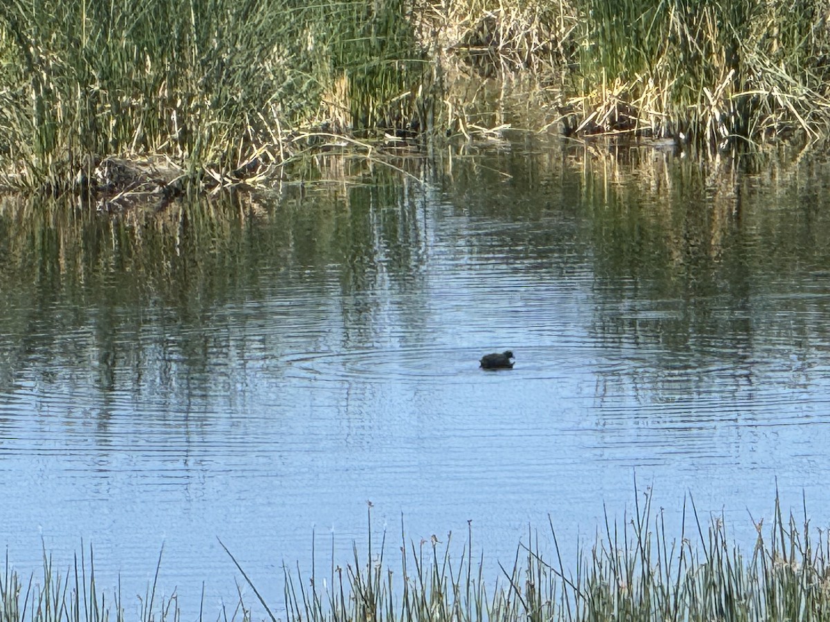 American Coot - ML638734621