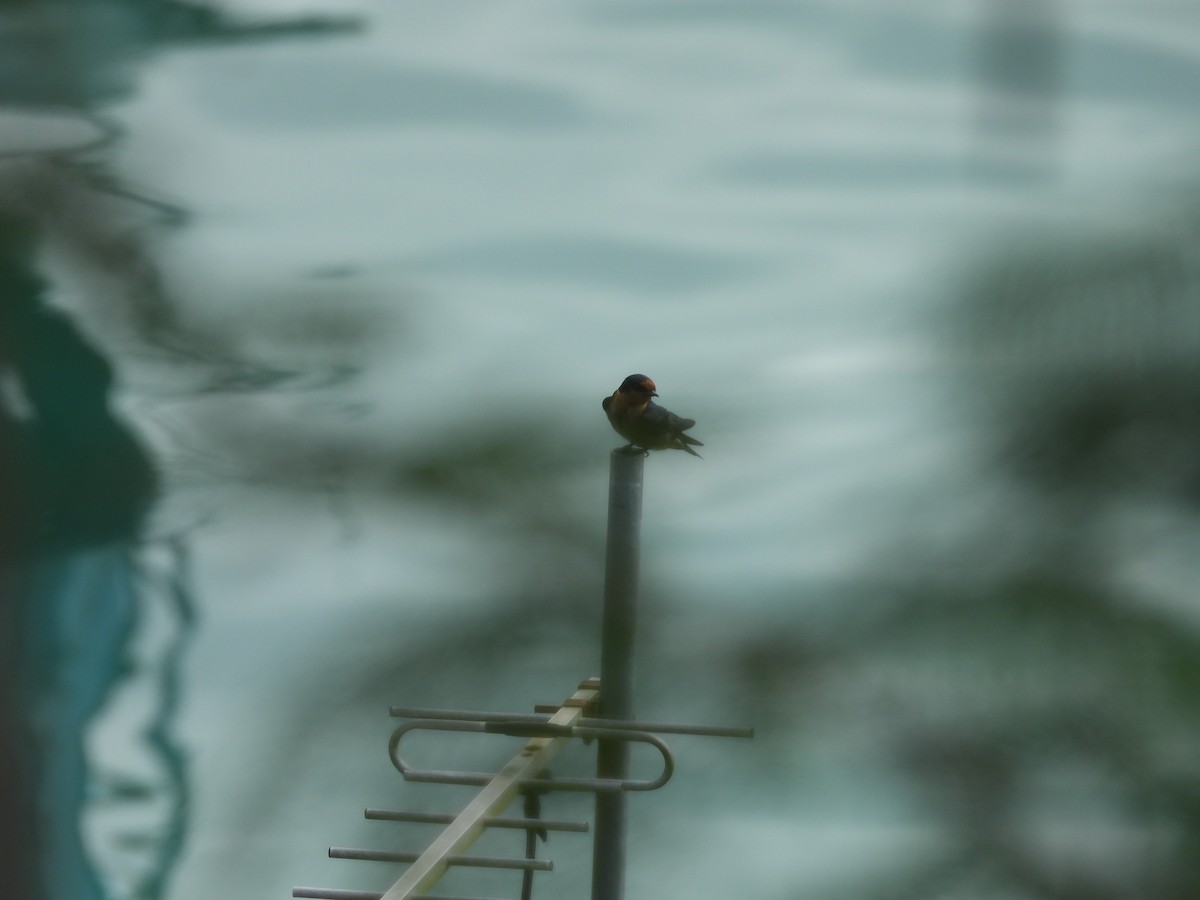 Pacific Swallow - ML638734638