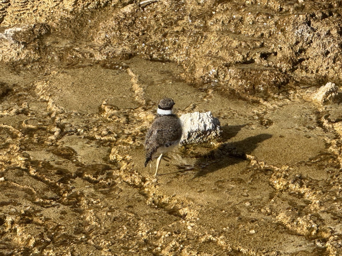 Killdeer - ML638734640