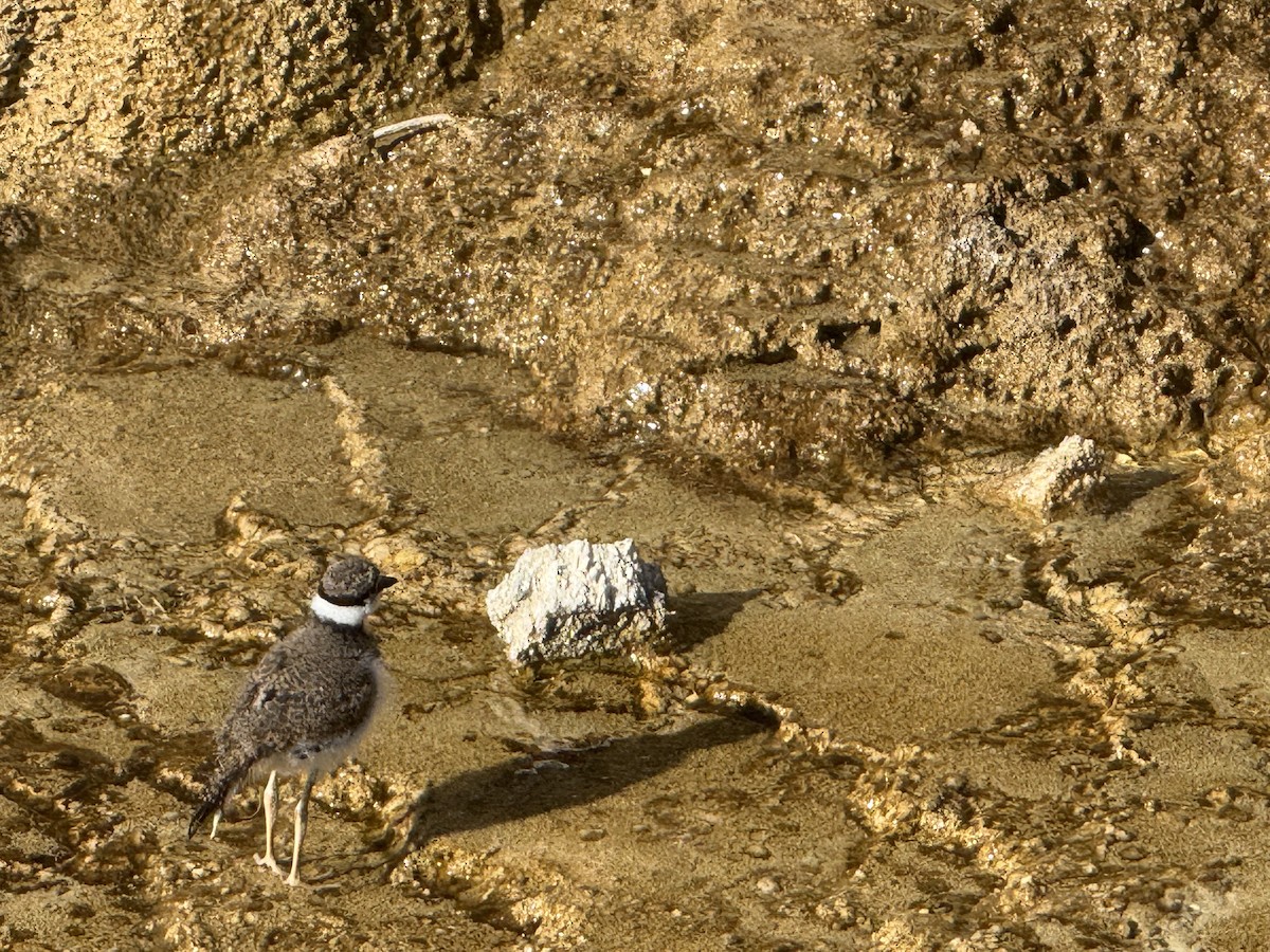 Killdeer - ML638734642
