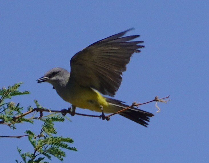 Cassinkönigstyrann - ML638734659