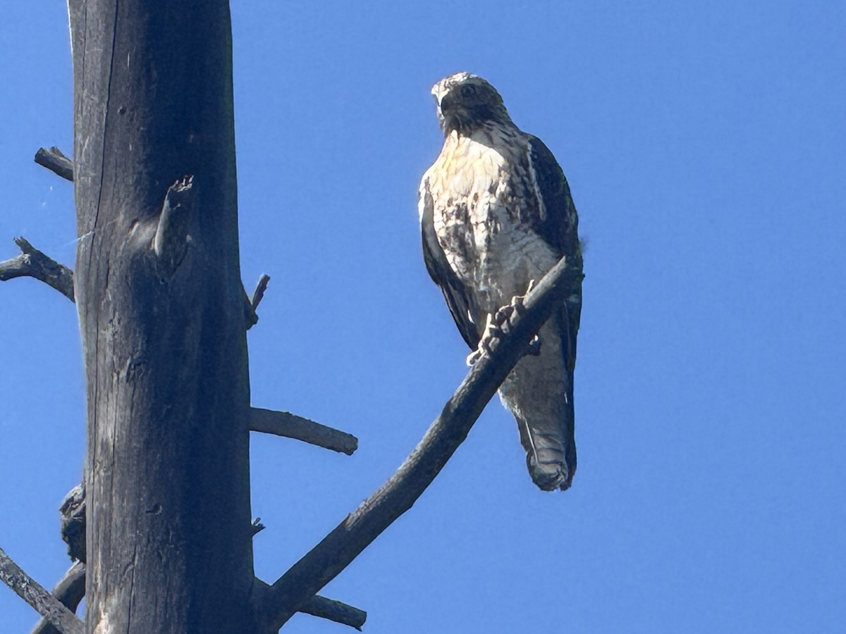 Red-tailed Hawk - ML638734660