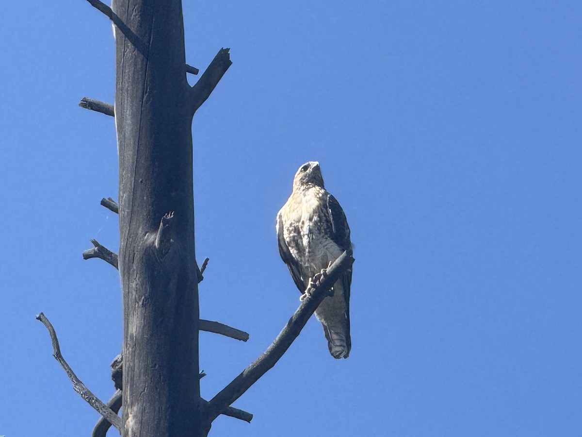 Red-tailed Hawk - ML638734661