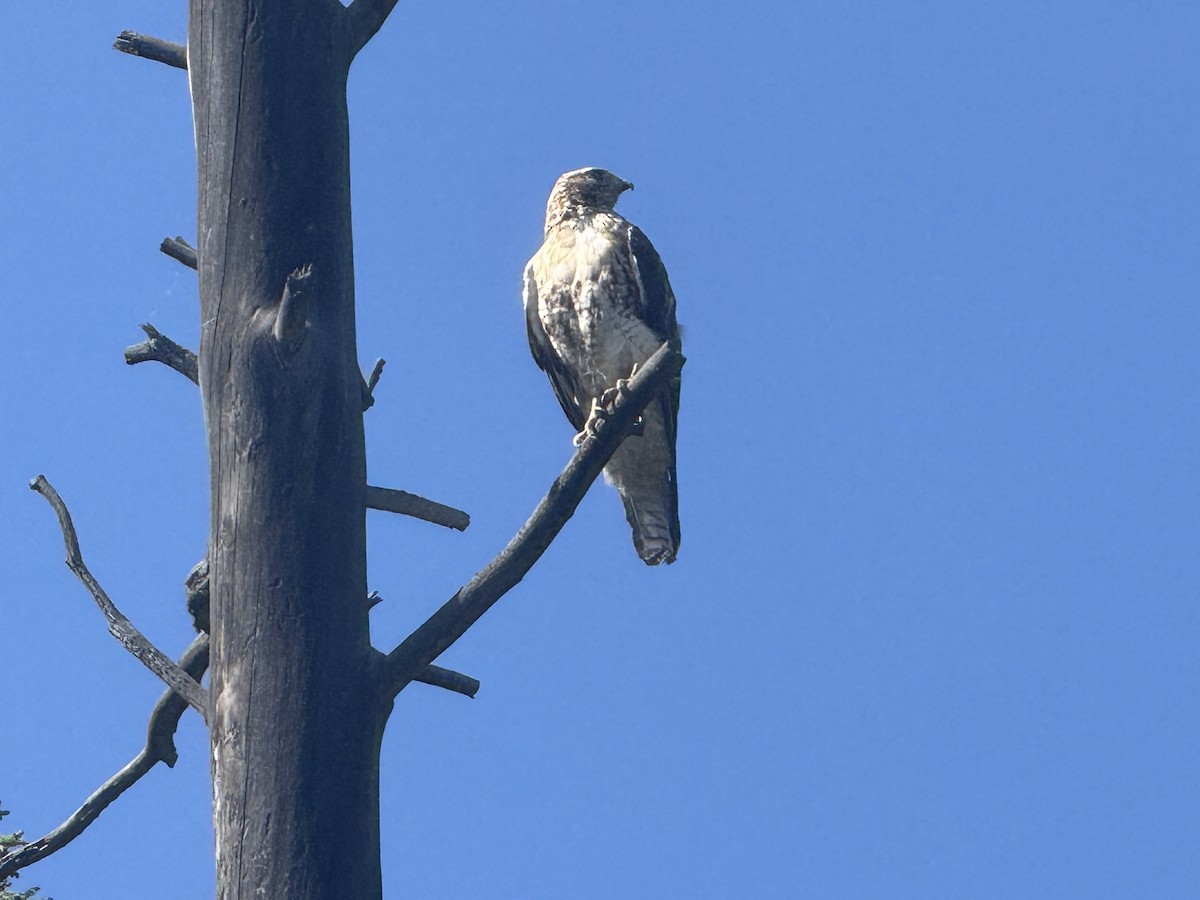 Red-tailed Hawk - ML638734662