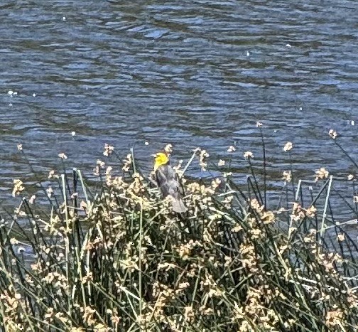Yellow-headed Blackbird - ML638734684