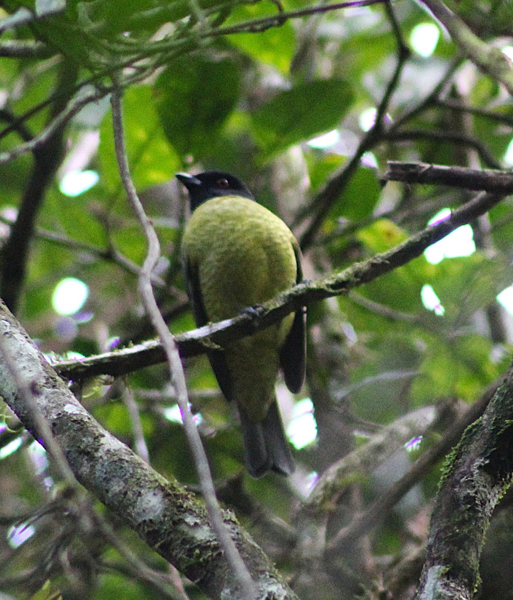 Black-headed Berryeater - ML638734704