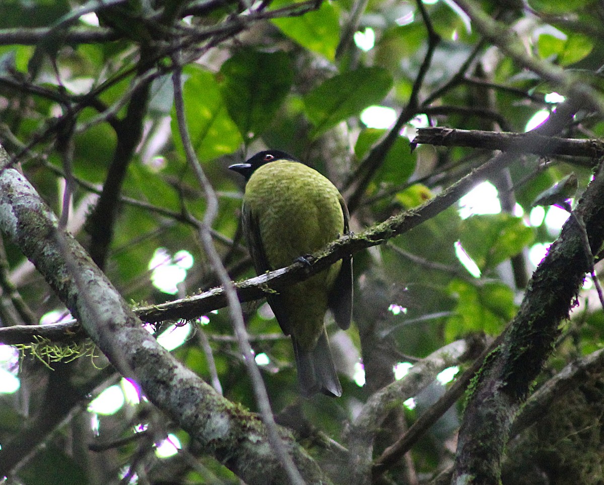 Black-headed Berryeater - ML638734705