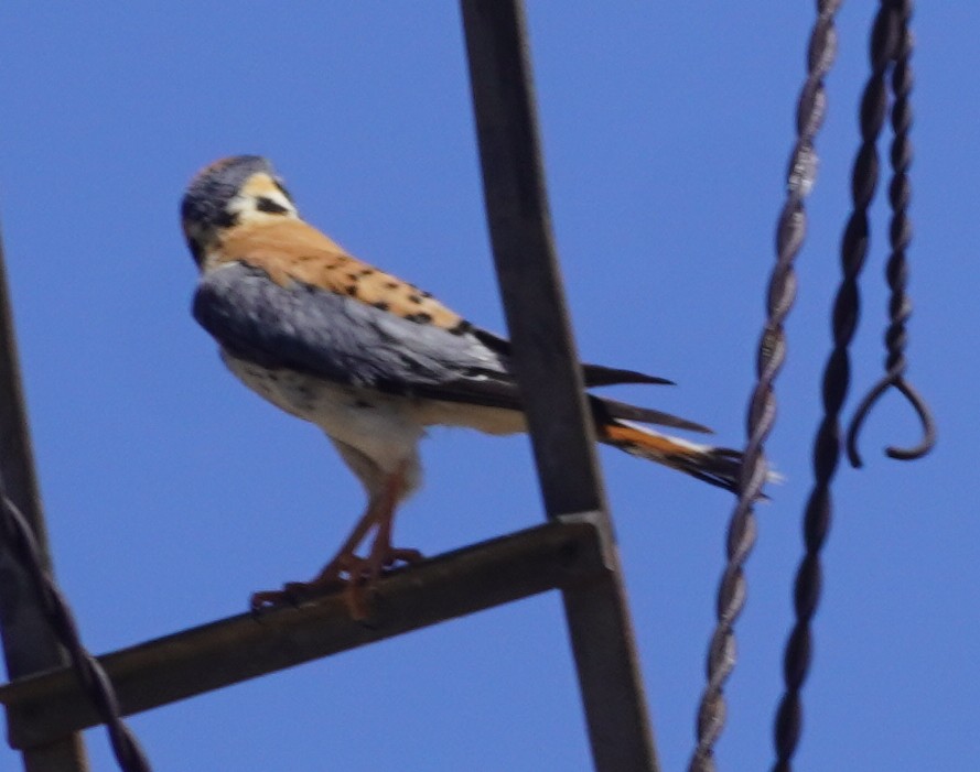 Buntfalke - ML638734724