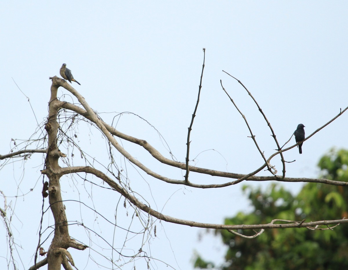 Sulawesi Cicadabird - ML638734727