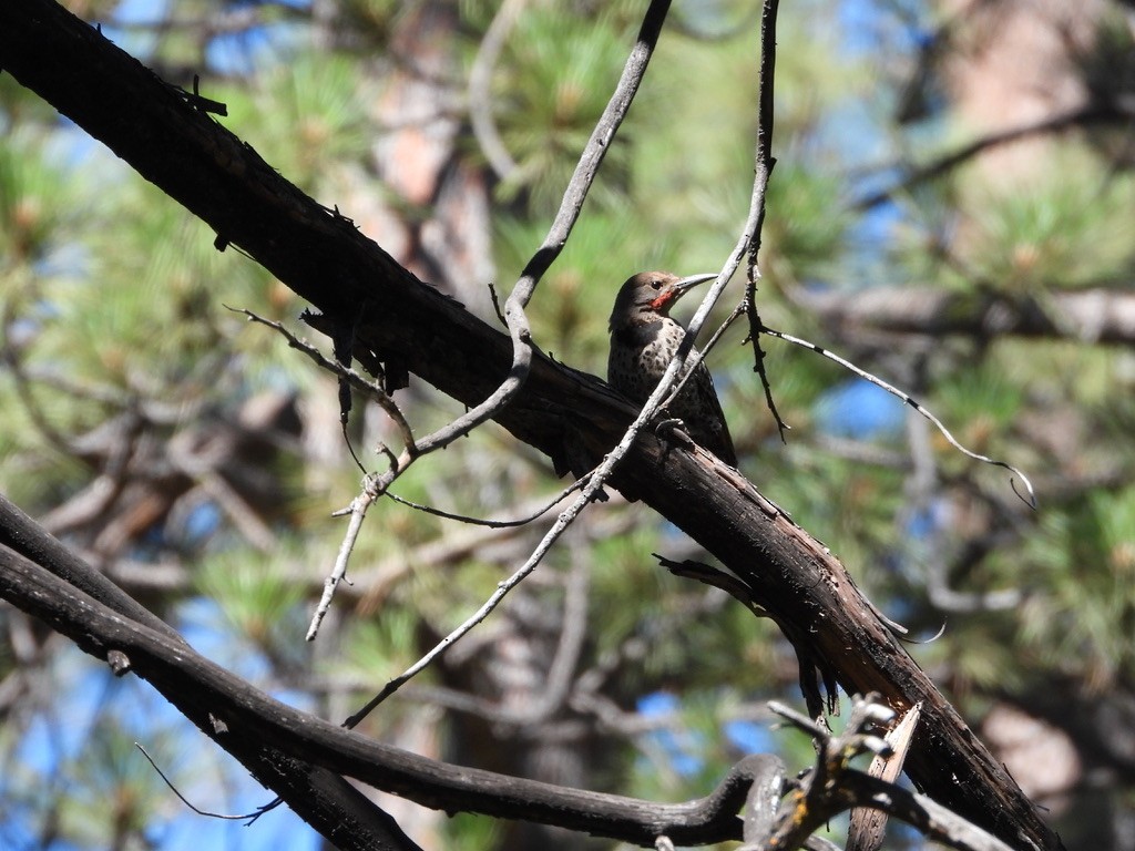 Northern Flicker - ML638734728