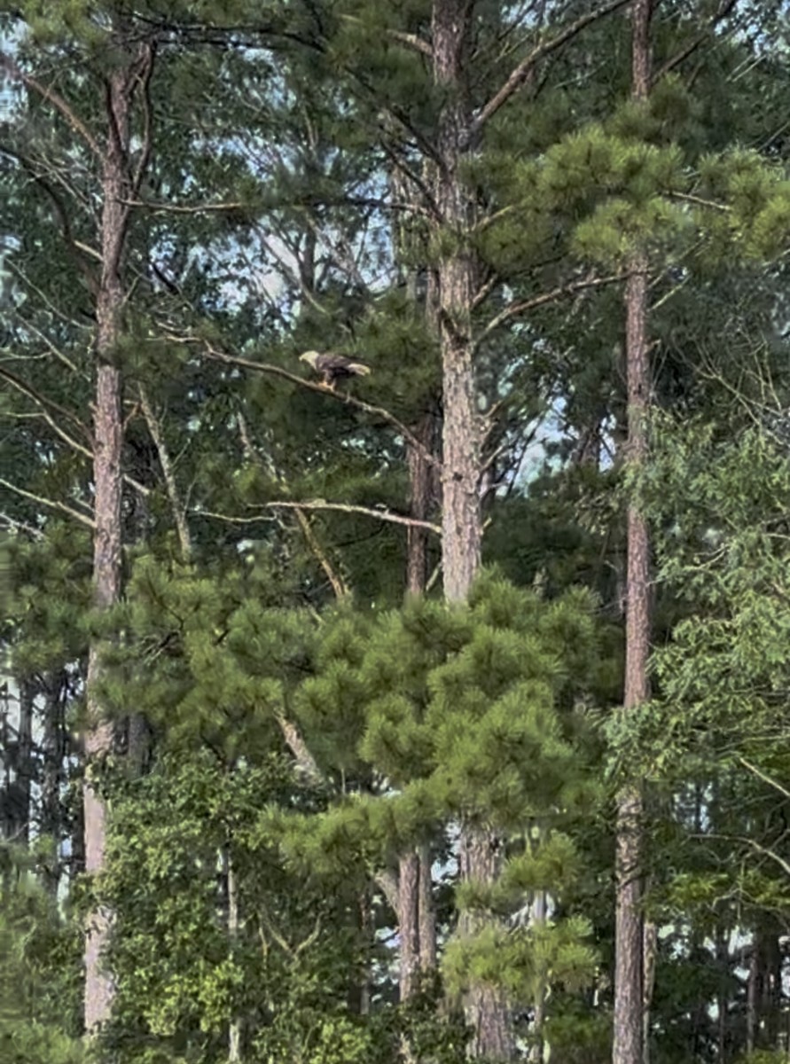 Bald Eagle - ML638734729