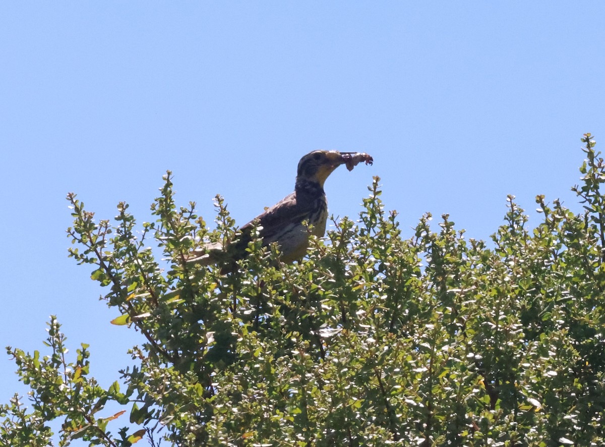 Western Meadowlark - ML638734744
