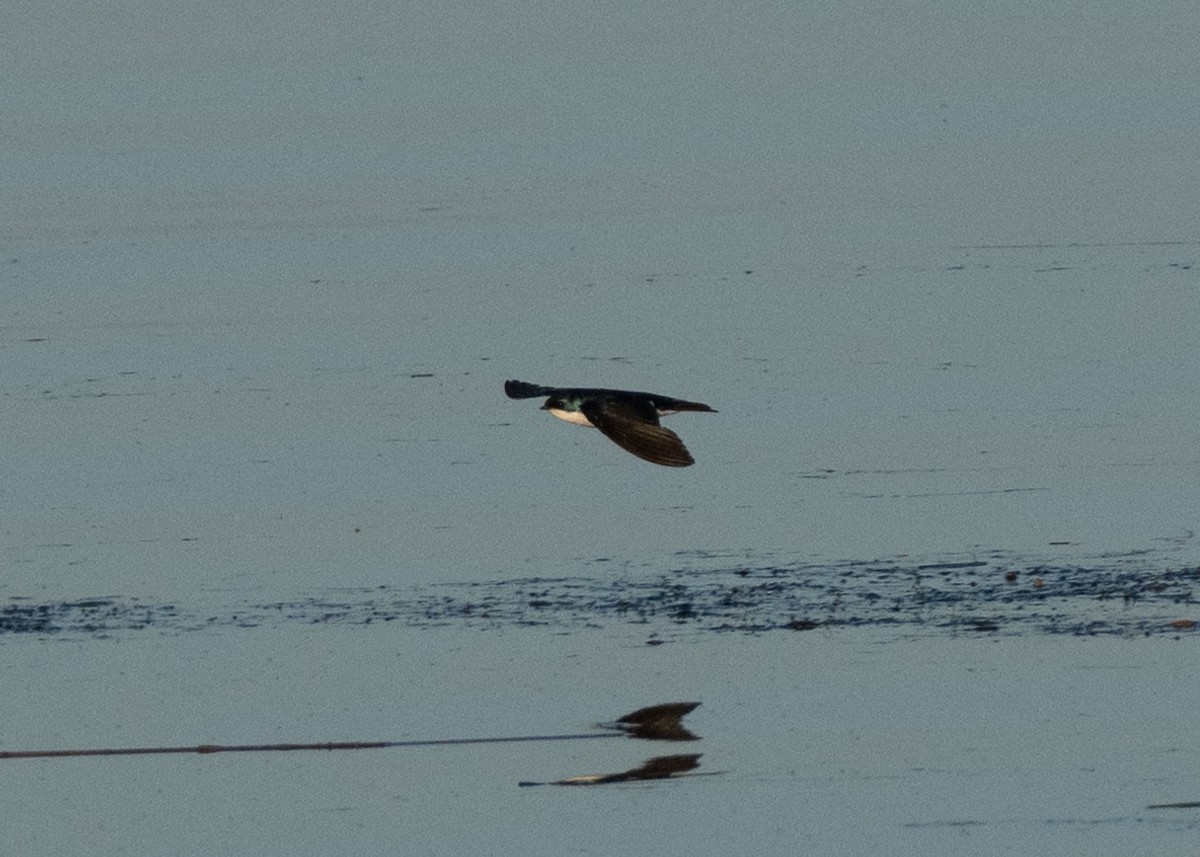 Tree Swallow - ML638734747